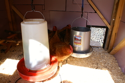 Chicken water and food