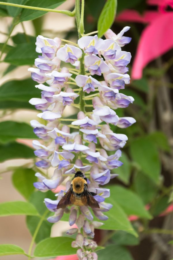 A bumble bee visits our wisteria