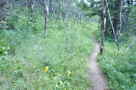A trail winding through the Aspens