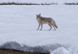 A Coyote hunting small animals under the snow.
