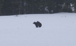 A mother black bear and her cub. The cub is on the mother's back. It was over half a mile away, making me wish I had a longer telephoto lens with me.