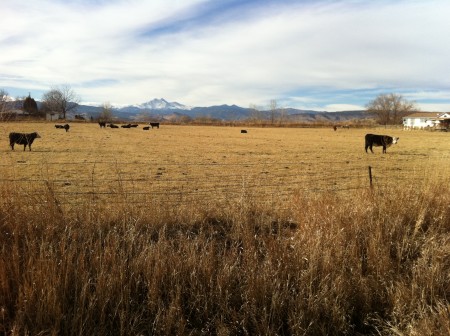 Cows and Longs Peak